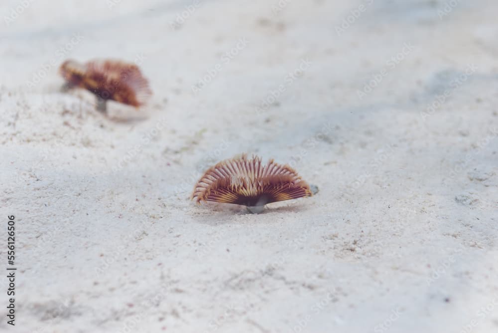 A Magnificent Feather Duster sabellastarte magnifica on sea floor