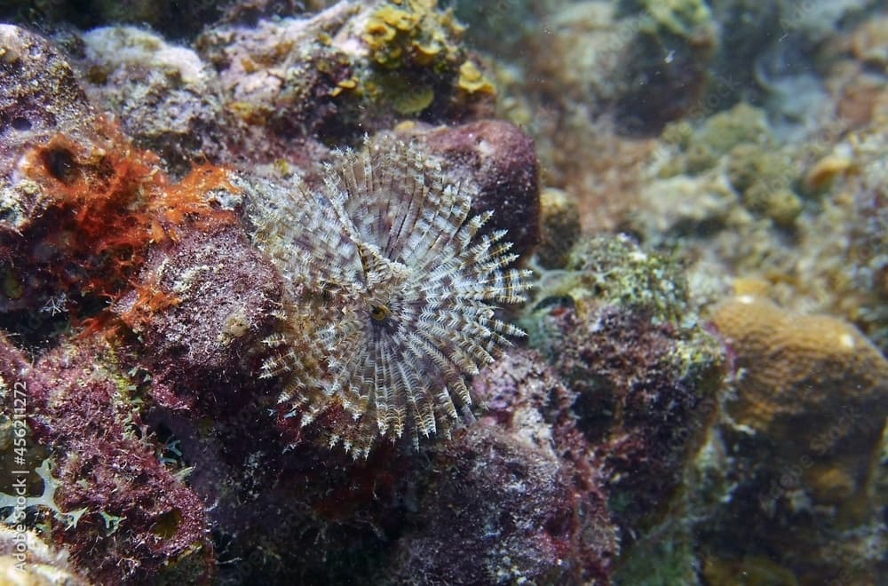 Underwater photo of a Magnificent feather duster marine worm, Sabellastarte magnifica attached to corals in the reef