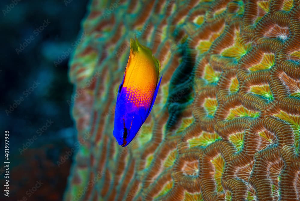 Fairy Basslet swimming over coral