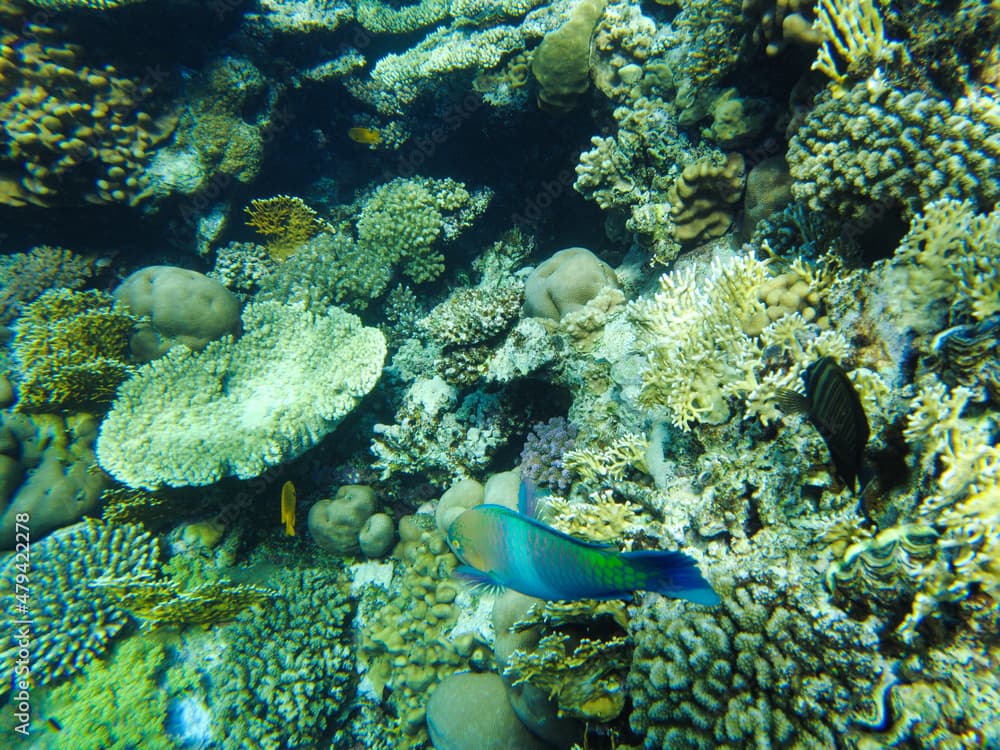 chameleon parrotfish( Scarus chameleon) fish feeds among the corals in the red sea