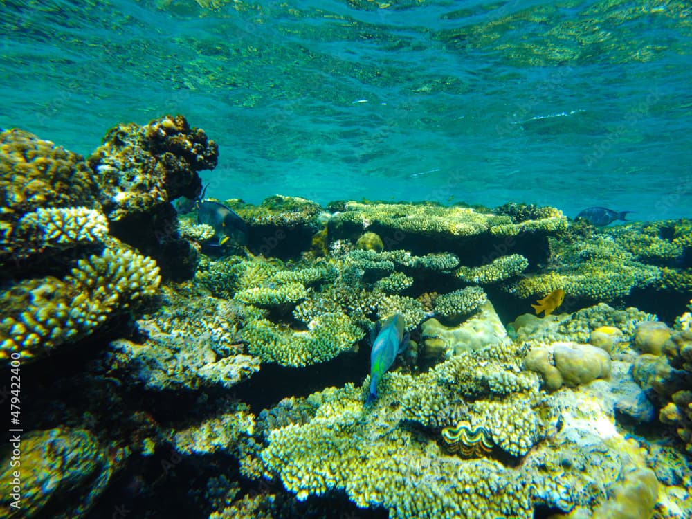 chameleon parrotfish( Scarus chameleon) fish feeds among the corals in the red sea