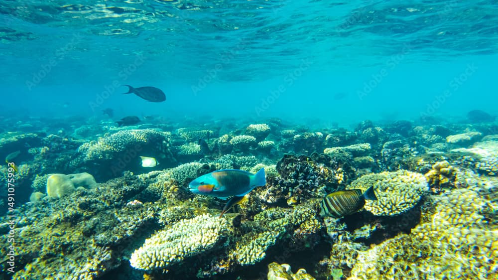 chameleon parrotfish( Scarus chameleon) fish feeds among the corals in the red sea