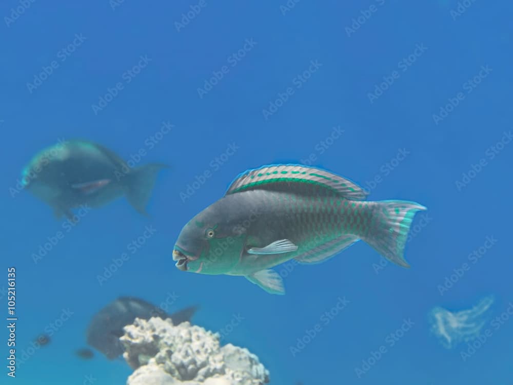 Bridled parrotfish fish in water near coral reef in tropical sea