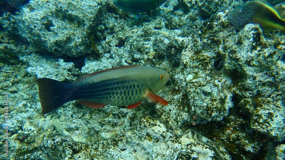 Bridled parrotfish, sixband or six-banded parrotfish, vermiculate parrotfish (Scarus frenatus) female undersea, Red Sea, Egypt, Sinai, Ras Mohammad national park
