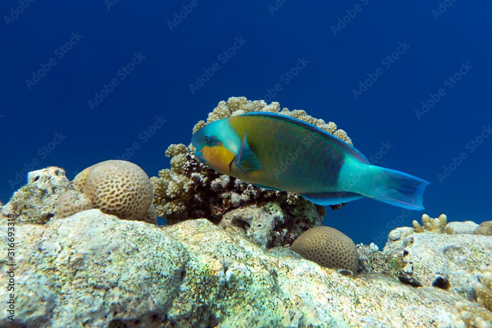 Parrot fish (Scarus frenatus), close up in Red sea