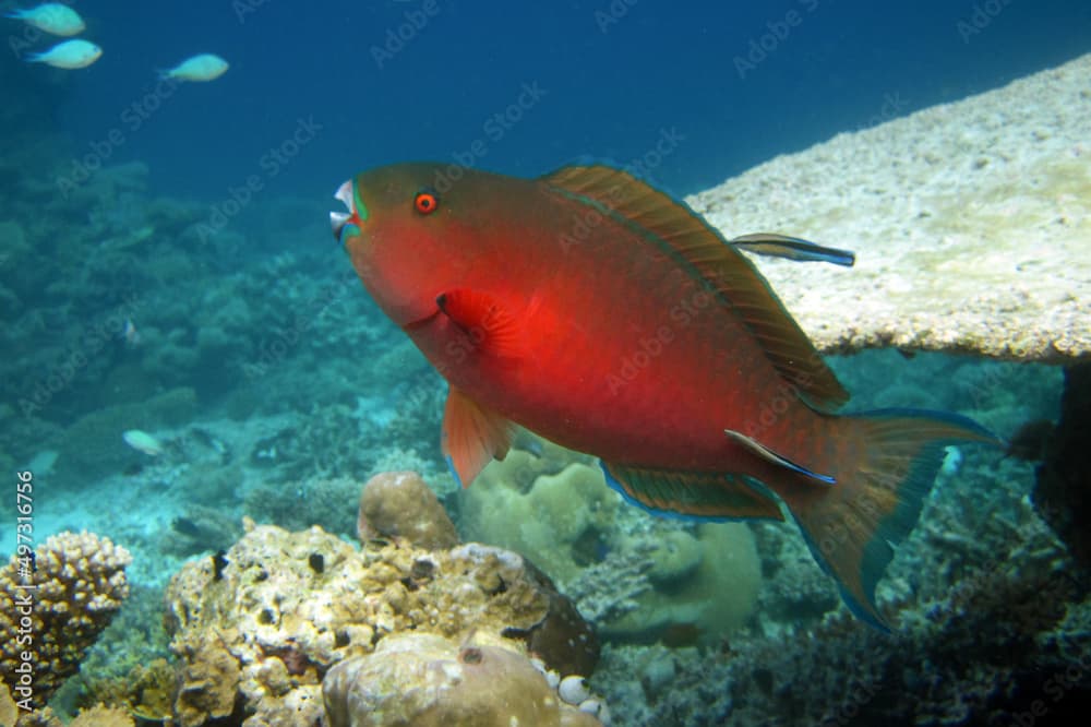 Chlorurus Strongylocephalus - Steephead Parrotfish