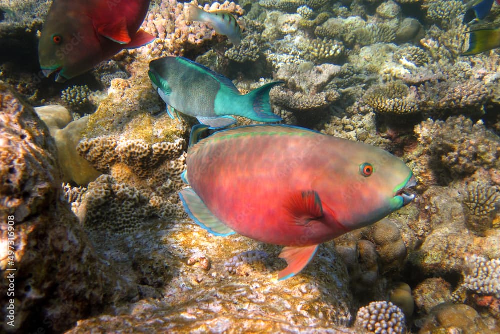 Chlorurus Strongylocephalus - Steephead Parrotfish