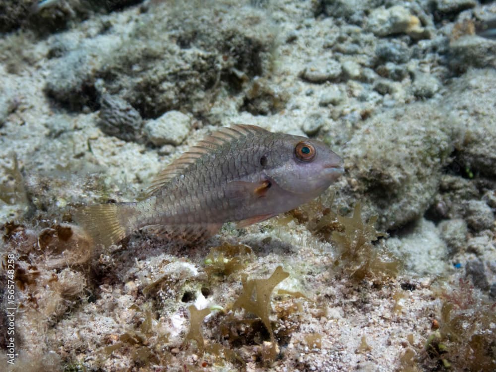 Bucktooth Parrotfish