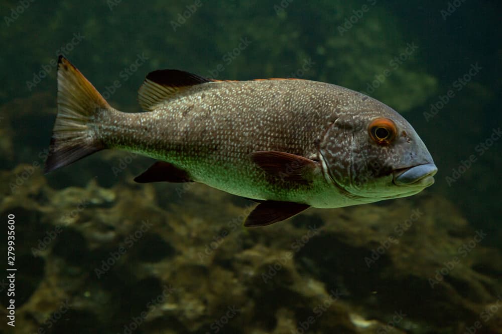 Giant Sweetlips (Plectorhinchus albovittatus).