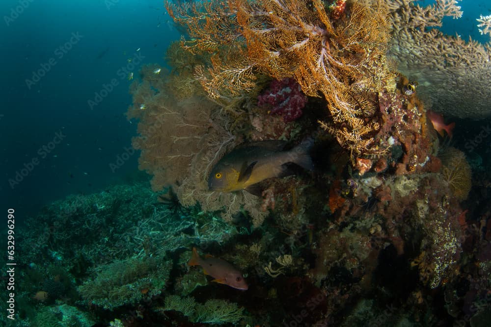 Giant sweet lips on the seabed in Raja Ampat. Plectorhinchus albovittatus during the dive in Indonesia. Two striped sweetlips is hidding under coral. Dark fish with yellow belly on the bottom.