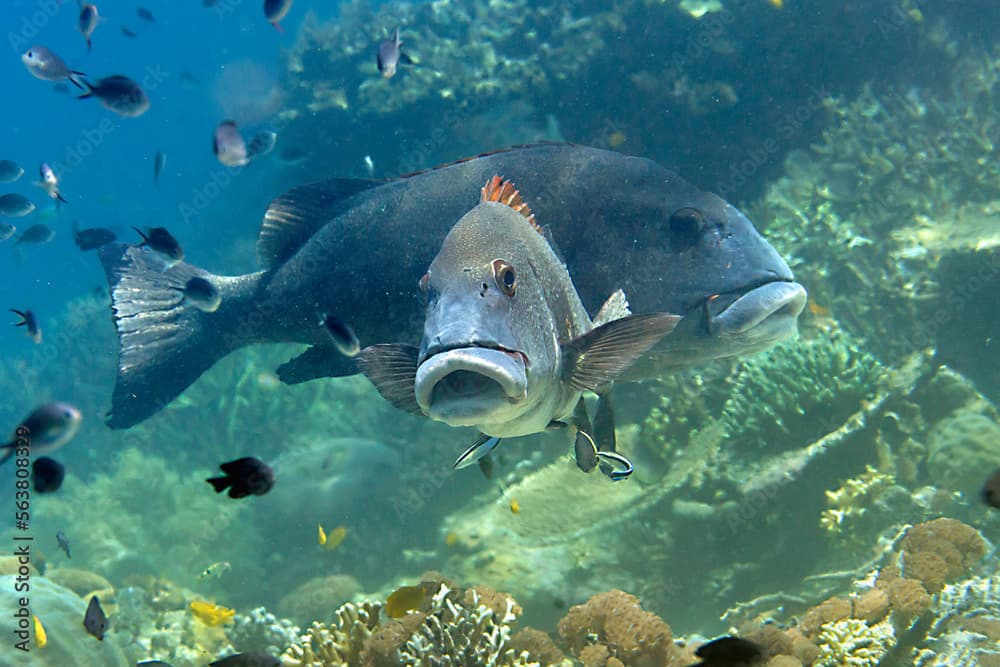 Two Giant Sweetlips over coral and looking at me.