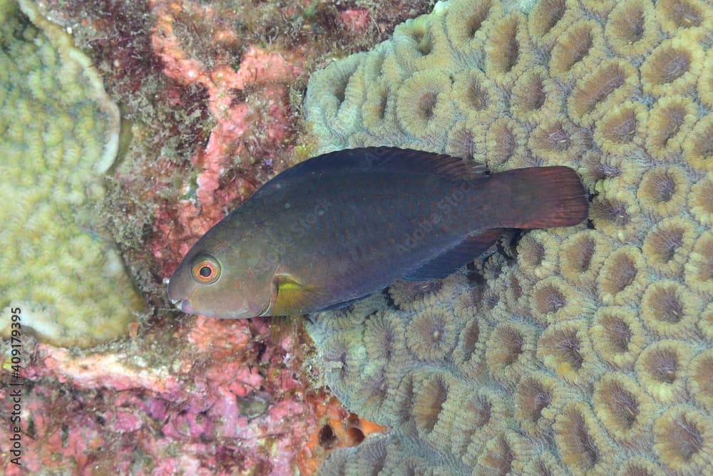 シジュウカラの幼魚