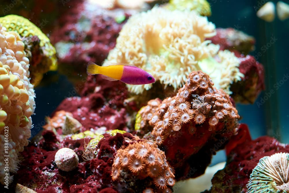 Royal dottyback (Pictichromis paccagnella) - bicolor purple and yellow fish