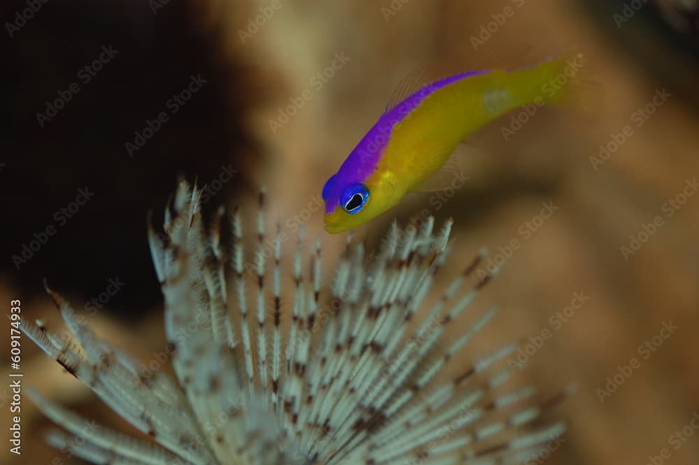 Purpleback Dottyback fish with a Feather Duster tube worm