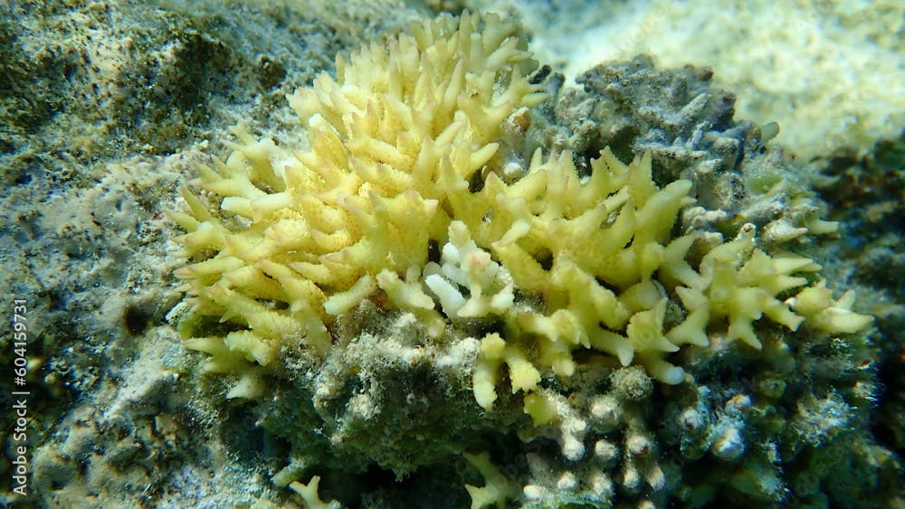 Bush coral or thin birdsnest coral, spiny row coral, needle coral (Seriatopora hystrix) undersea, Red Sea, Egypt, Sharm El Sheikh, Nabq Bay