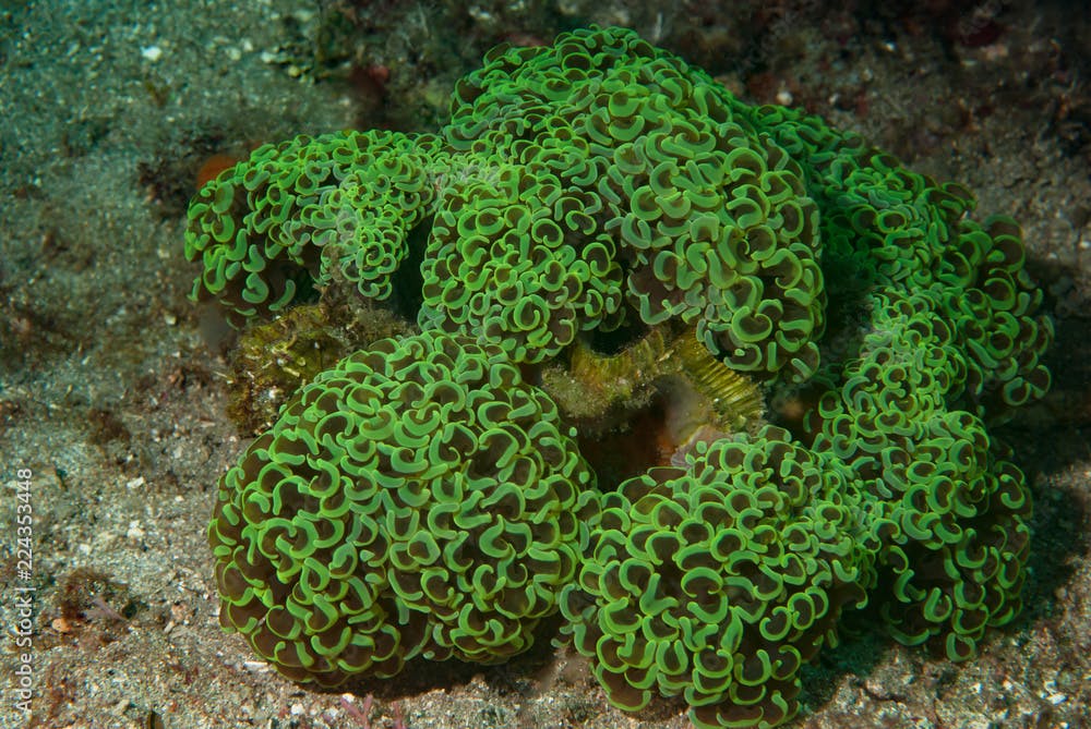 Coral Euphyllia  ancora