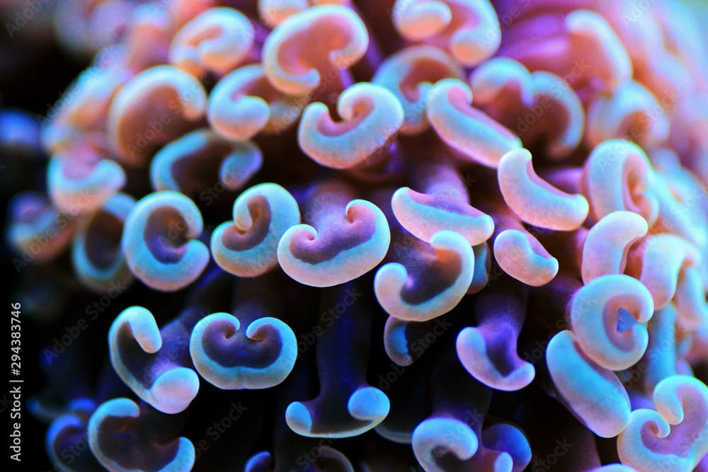 Euphyllia ancora (Hammer coral) is a species of hard coral in the family Euphylliidae.