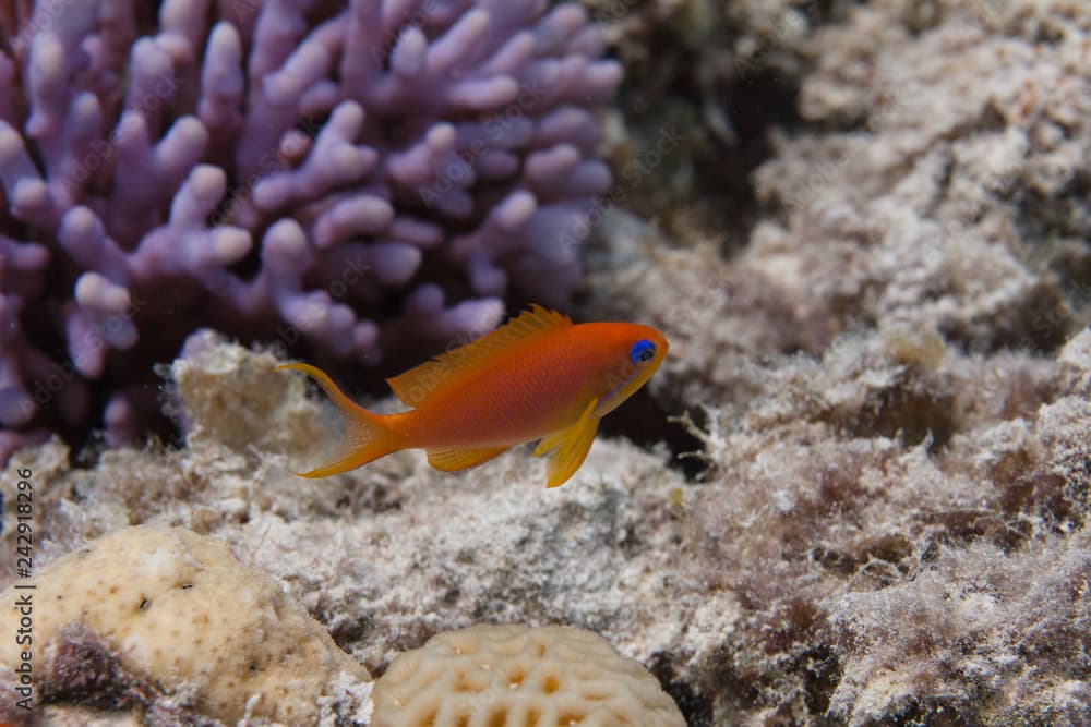 Lyretail Anthias in Red Sea