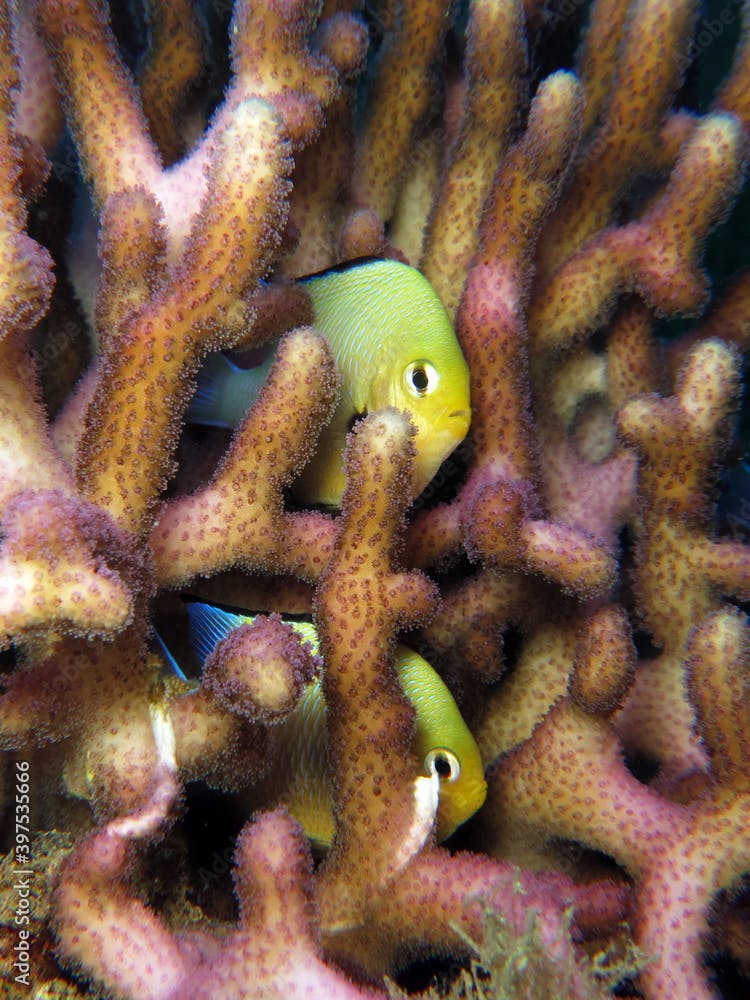 Red Sea dascyllus Dascyllus marginatus hiding in a Stylophora coral