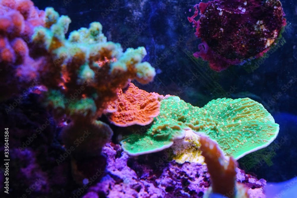Close up Montipora Stylophora Coral (Stylophora sp.) sps coral reef in aquarium tank.