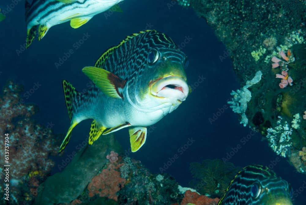 Primo piano di adulto di Plectorhinchus lineatus, Bali, Indonesia