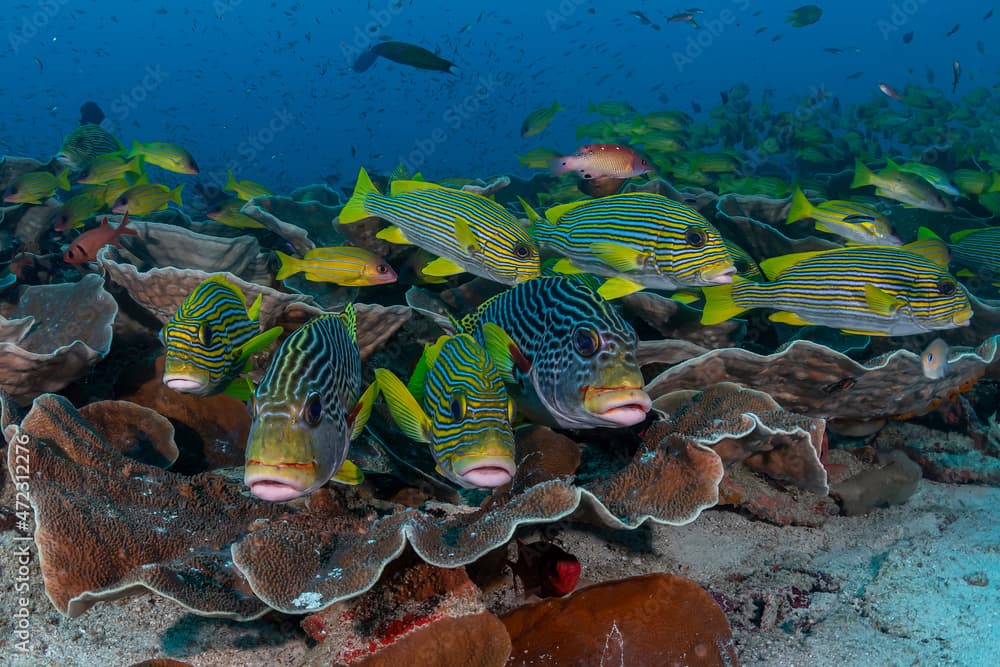 Indonesia, West Papua, Raja Ampat. School of diagonal-banded fish.