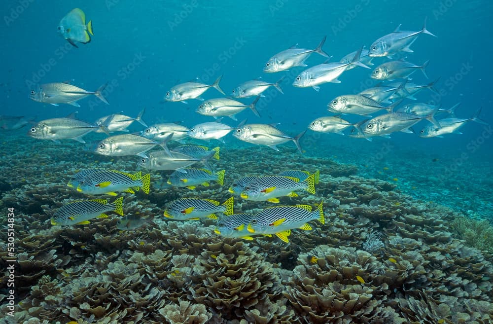 Lined sweetlips, Plectorhinchus lineatus, and big eye trevallies, Caranx sexfasciatus, over foliose corals, Montipora foliosa, Raja Ampat Indonesia.