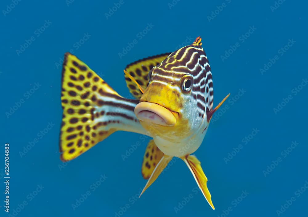 Yellow-banded sweetlips (Plectorhinchus lineatus) looking at me, Bali, Indonesia,