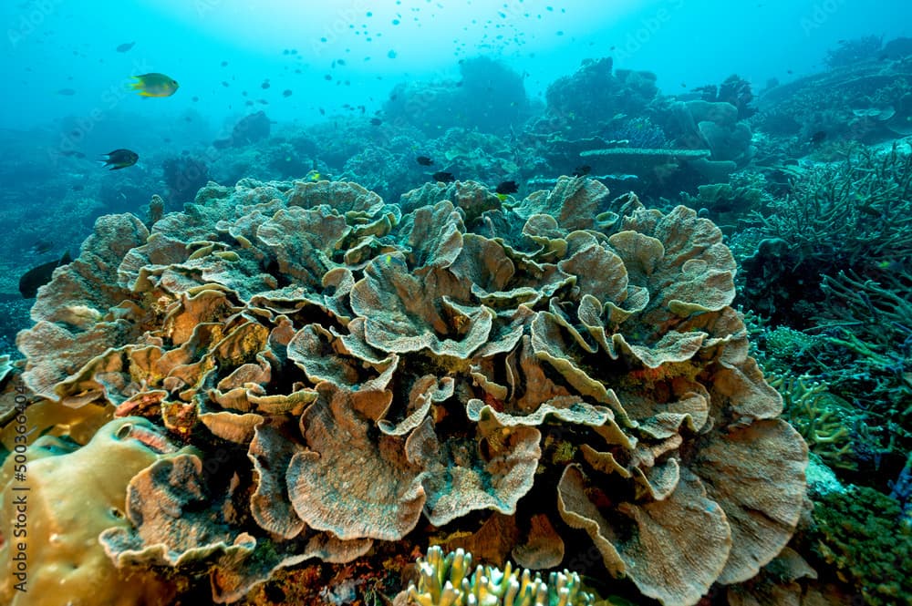 Massive foliose coral, Leptoseris foliosa, Raja Ampat Indonesia.