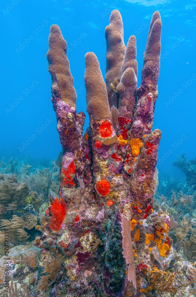 Coral garden in Caribbean