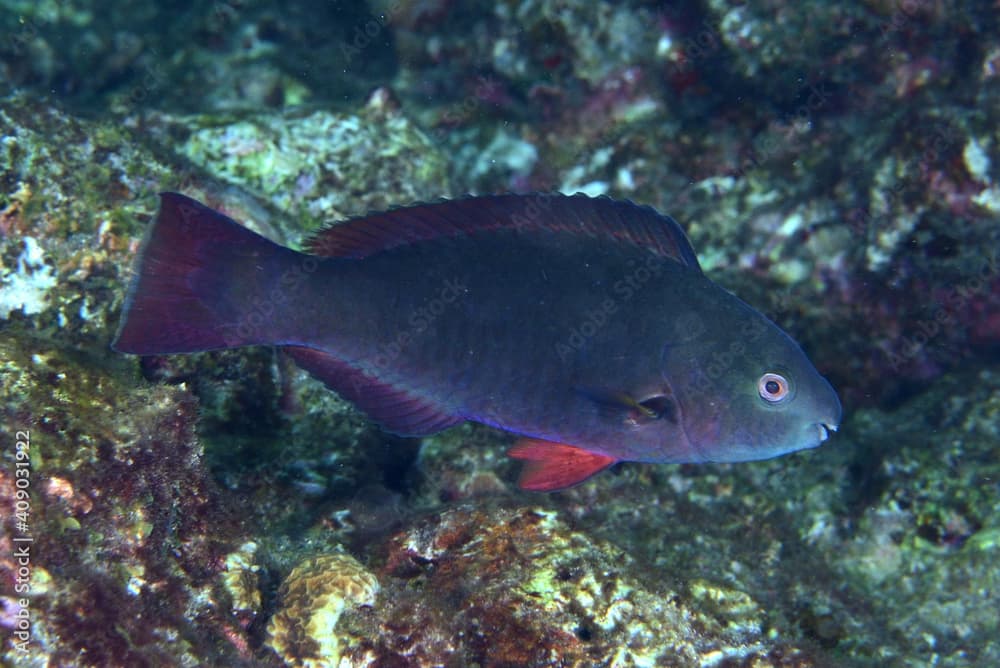 オウムブダイの幼魚