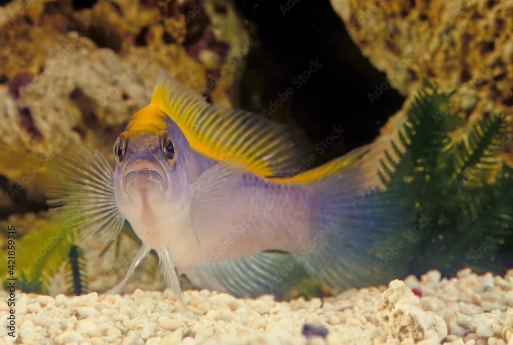 Pseudochromis flavivertex