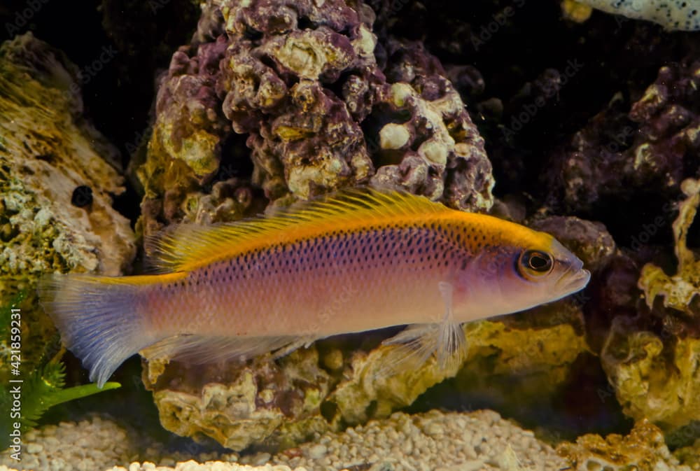 Pseudochromis flavivertex, the sunrise dottyback, is a species of ray-finned fish from the Western Indian Ocean which is a member of the family Pseudochromidae.