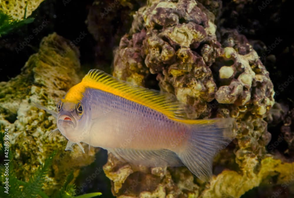 Pseudochromis flavivertex, the sunrise dottyback, is a species of ray-finned fish from the Western Indian Ocean which is a member of the family Pseudochromidae.