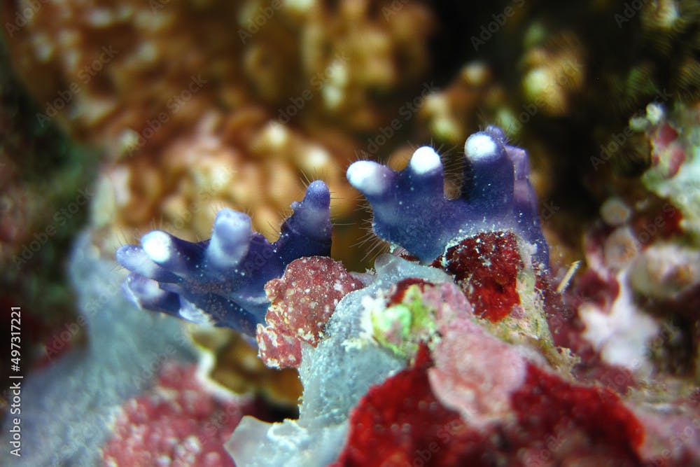 Distichophora Violacea - Distichopora Violacea Blue Lace Coral