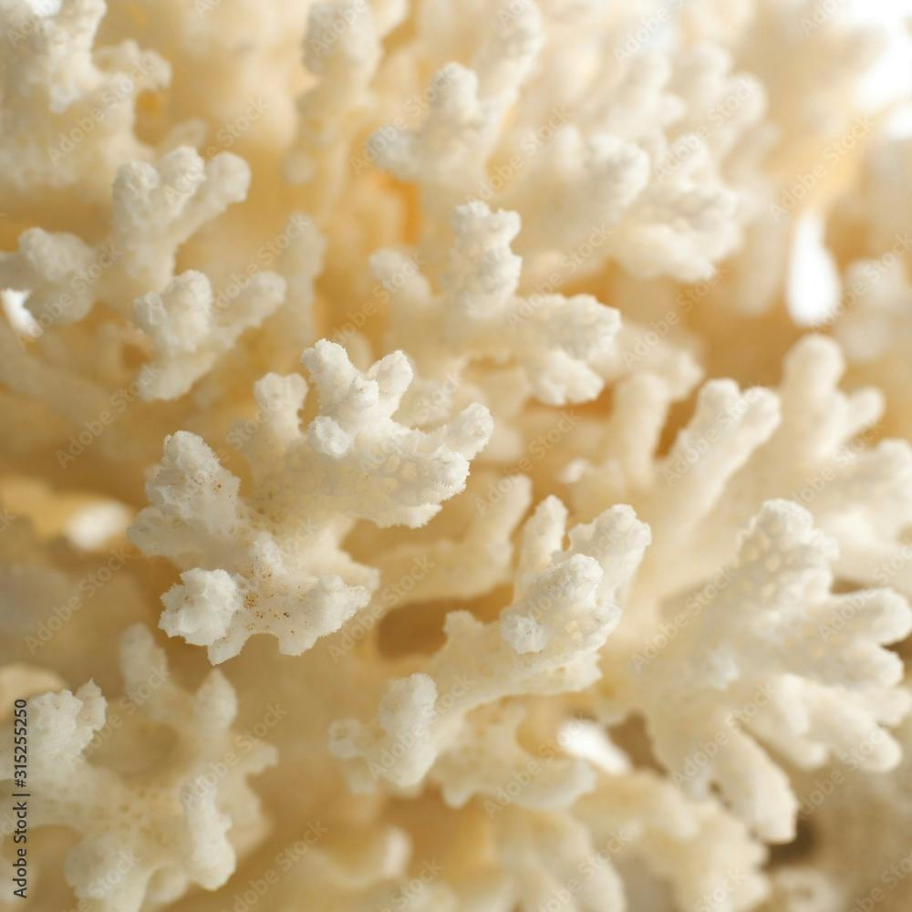 Cauliflower coral