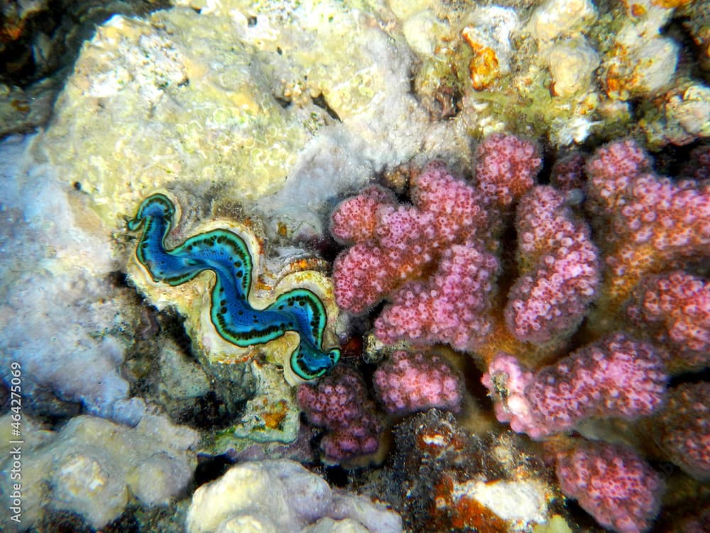 Grabende oder schuppige Riesenmuschel und Himbeerkoralle oder Buschkoralle / Maxima clam and Cauliflower coral / Tridacna maxima et Pocillopora damicornis