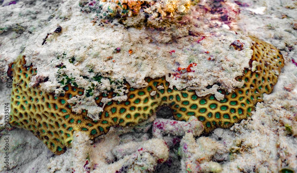 Beautiful photo of Coral colony of scientific name Favites abdita, taken underwater while scuba diving in deep ocean. This colorful life form in marine ecosystem is suffering due to global warming.