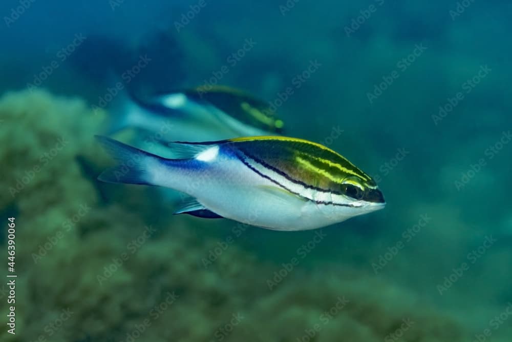 Scolopsis bilineata fish in ocean water