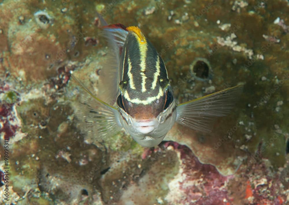 Bridled monocle bream or two-line monocle bream ( Scolopsis bilineata )  swimming over coral reef of Bali, Indonesia