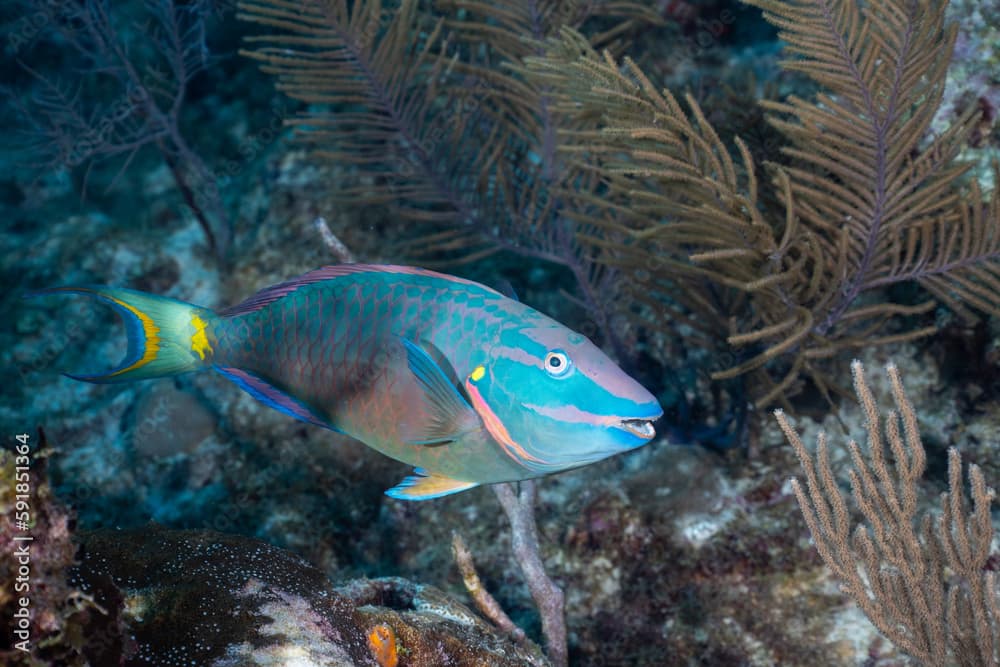 Stoplight parrotfish