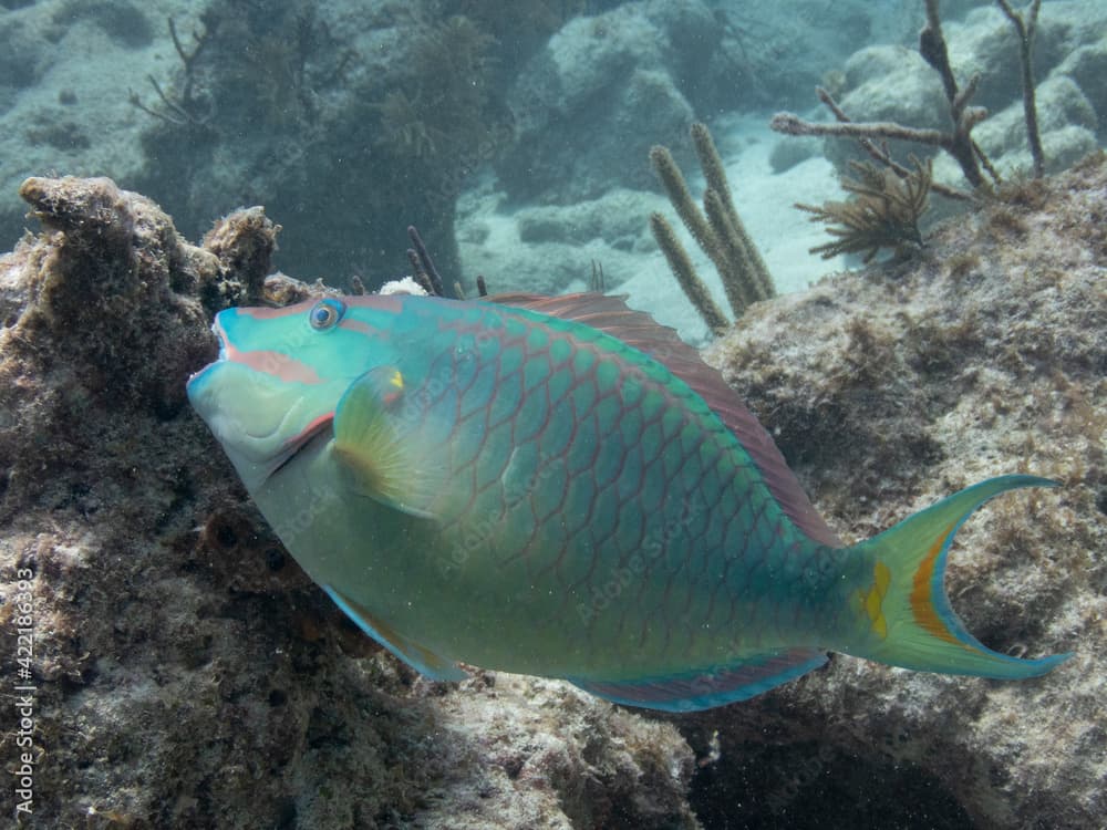 Stoplight Parrotfish