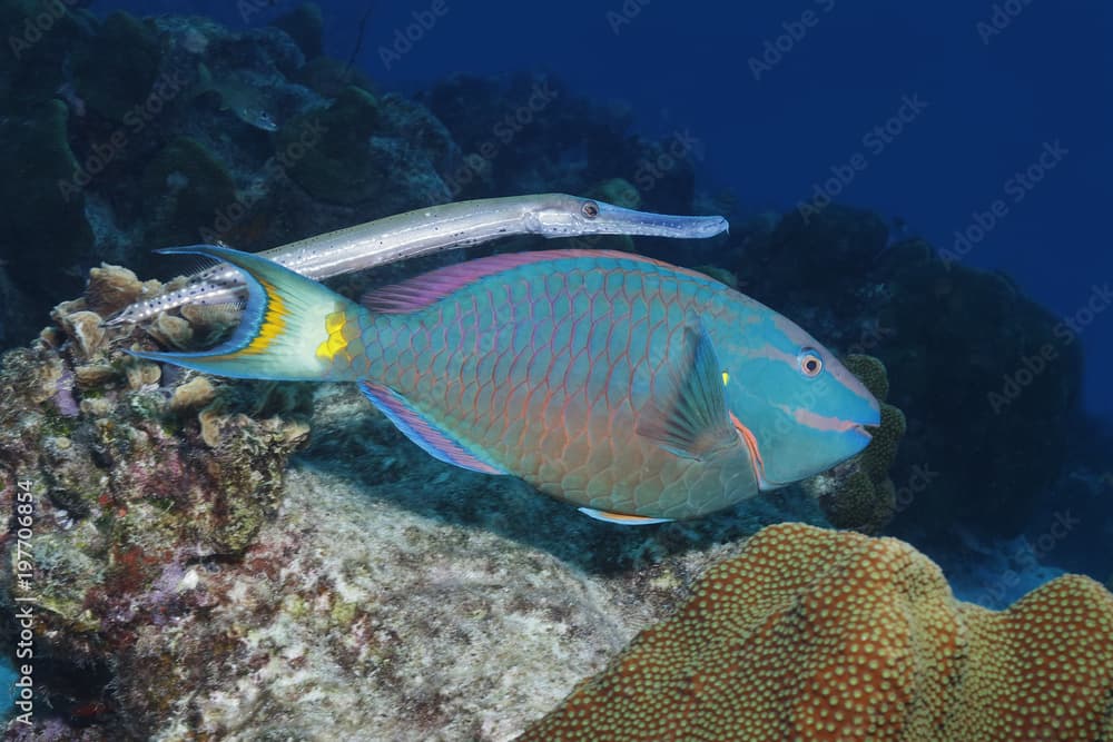 Trumpetfish shadowing a Stoplight Parrotfish - Bonaire