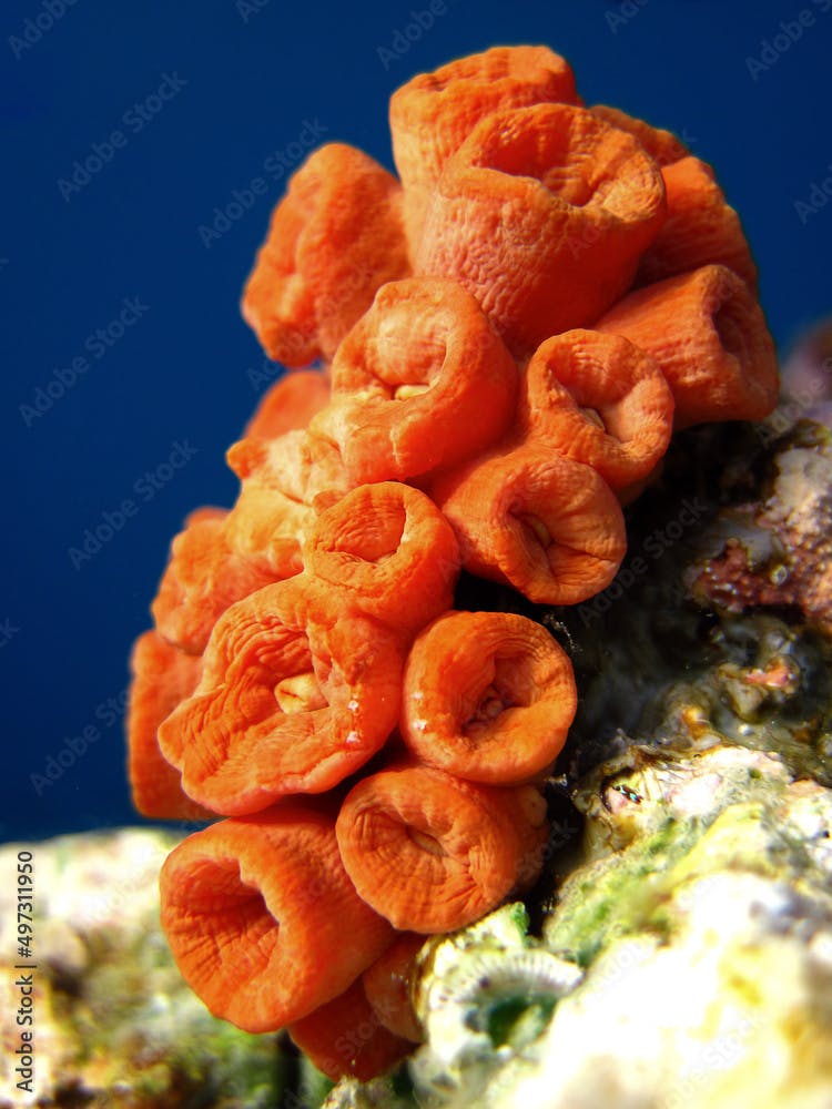 Orange Sun Coral - Tubastraea Faulkneri (Dendrophylliidae) daytime version