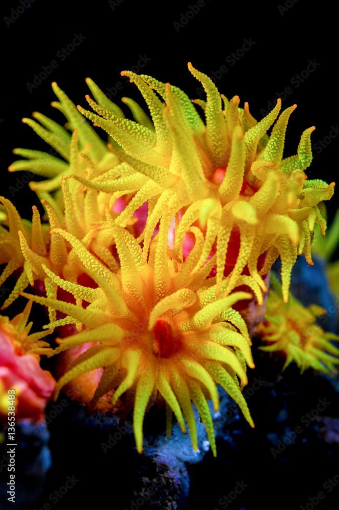 Underwater photography of Tubastraea faulkneri (sun coral)