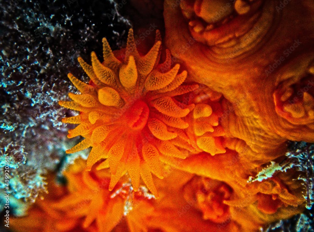 Orange Sun Coral Macro Detail