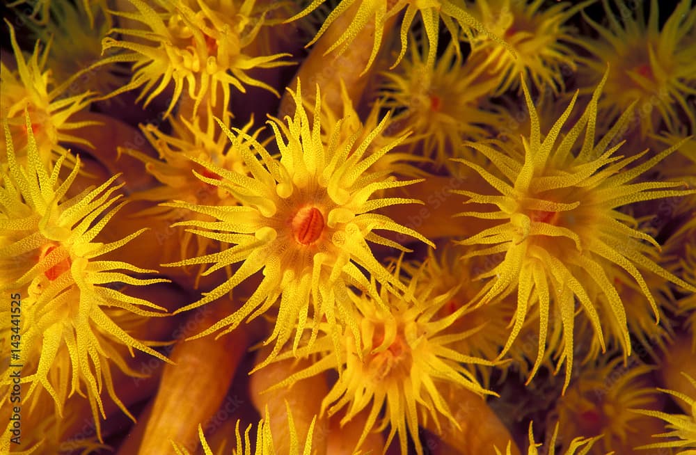 Close-up of coral polyps, Tubastraea faulkneri, Sulawesi Indonesia.