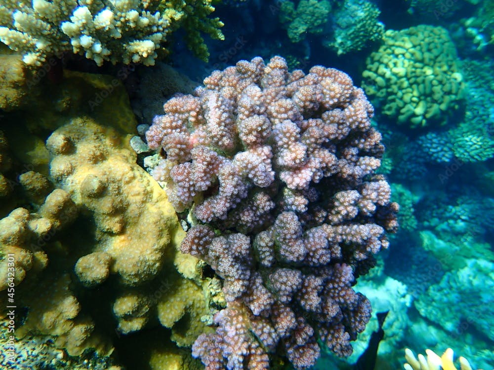 Small knob coral (Plesiastrea versipora) and cauliflower coral, rasp coral, or knob-horned coral (Pocillopora verrucosa) undersea, Red Sea, Egypt, Sharm El Sheikh, Nabq Bay