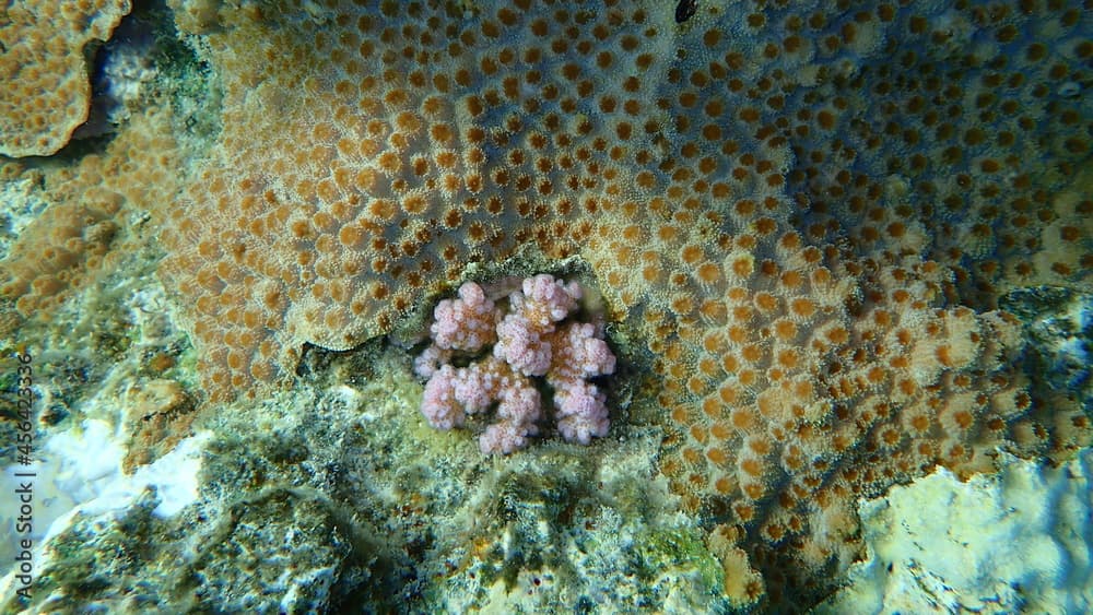 Small knob coral (Plesiastrea versipora) and cauliflower coral, rasp coral, or knob-horned coral (Pocillopora verrucosa) undersea, Red Sea, Egypt, Sharm El Sheikh, Nabq Bay