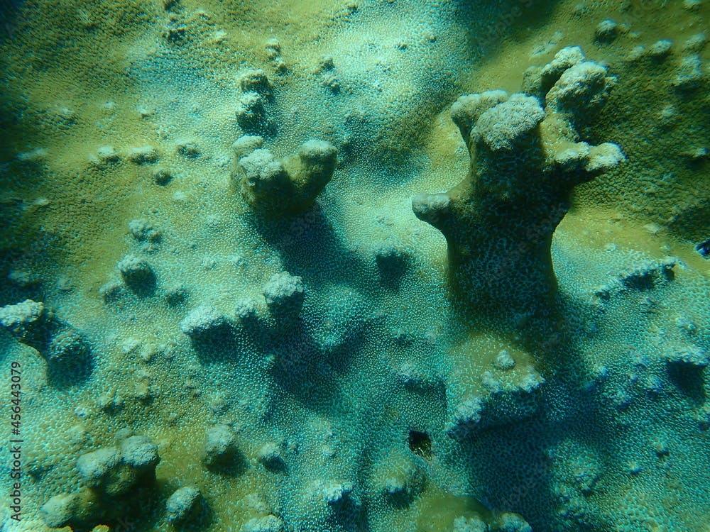 Small knob coral (Plesiastrea versipora) undersea, Red Sea, Egypt, Sharm El Sheikh, Nabq Bay